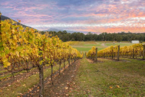 Melbourne Winery Tours Via Limo