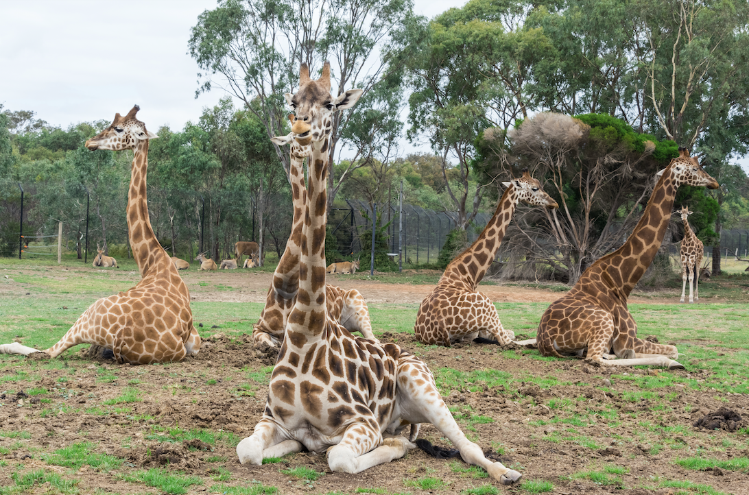 Werribee Open Range Zoo showing happy giraffes in a group. 